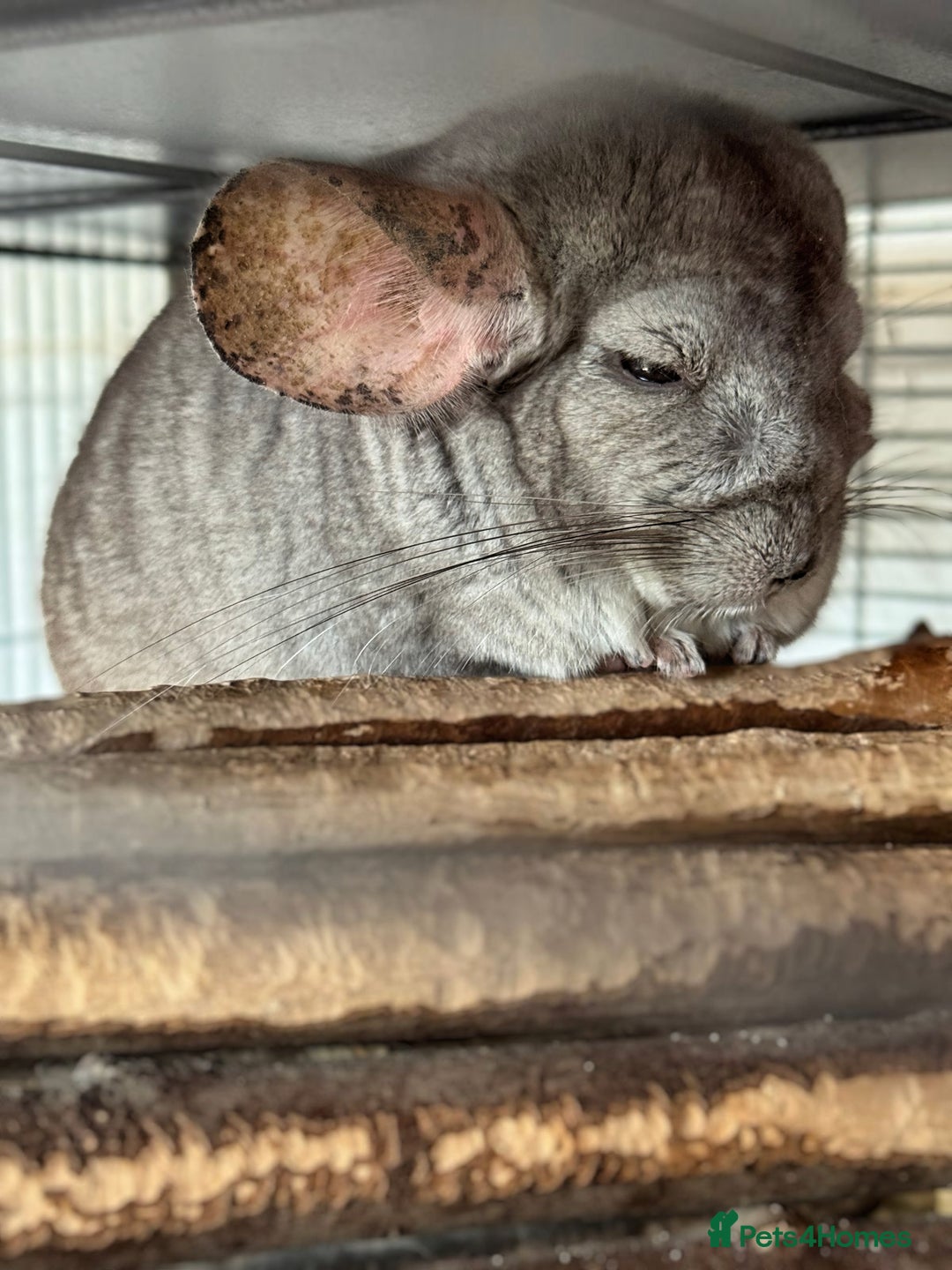Chinchilla rodents for sale: Trio of Chinchillas - Advert 2