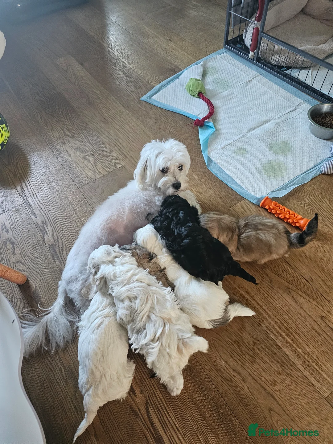 Bichon Frise dogs for sale: Lovely bichon girl - Advert 6