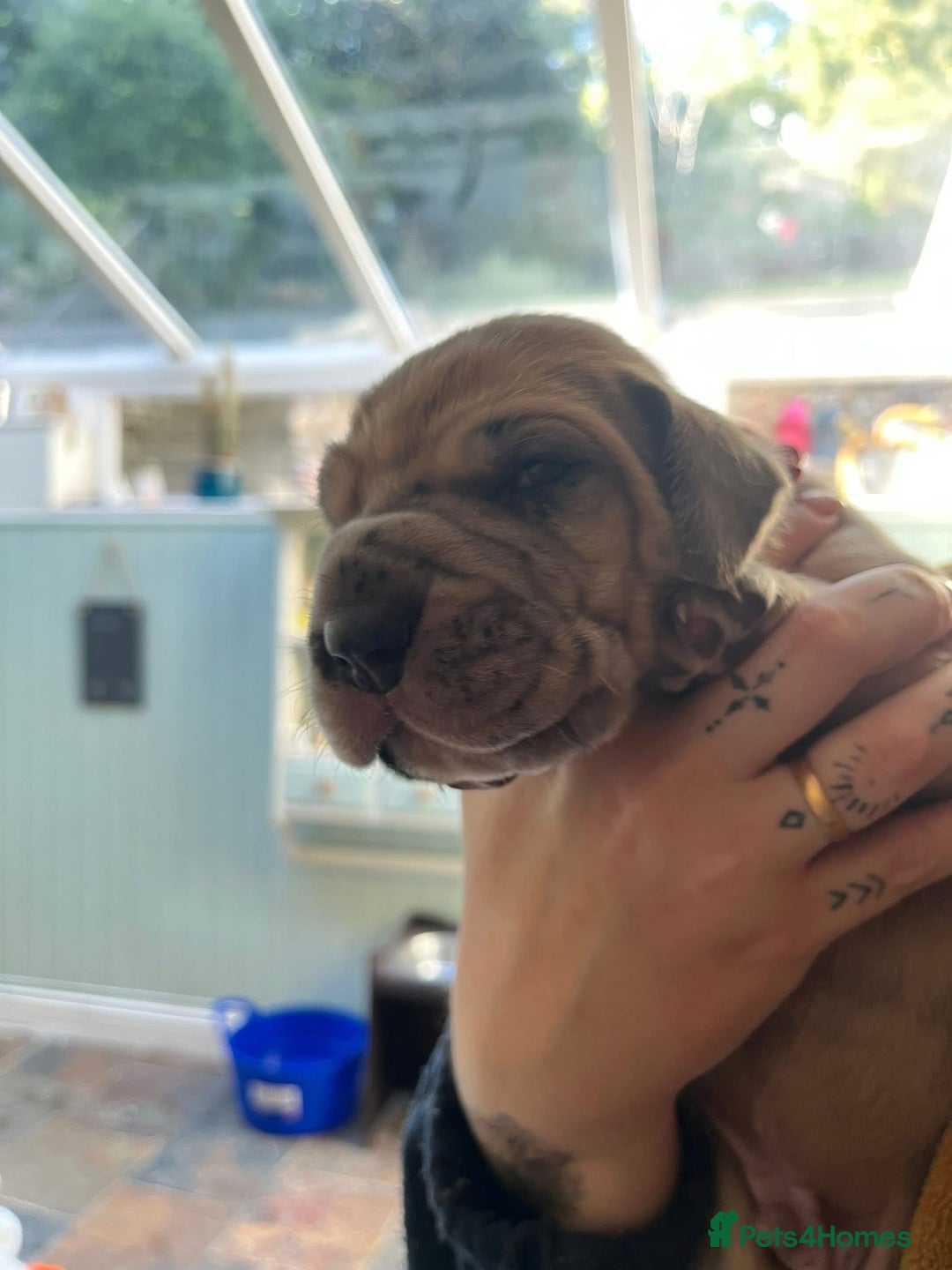 Great Dane dogs for sale: Great Dane puppy’s  - Image 8
