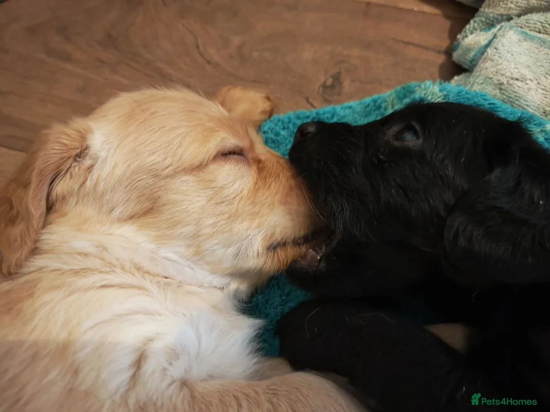 Labradoodle dogs for sale: Fluffy Miniature Labradoodles Ready Aug 16th - Advert 2