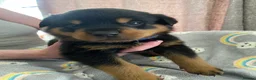 Rottweiler dogs for sale:  Rottweiler pups ready to leave 💙 - Advert 29