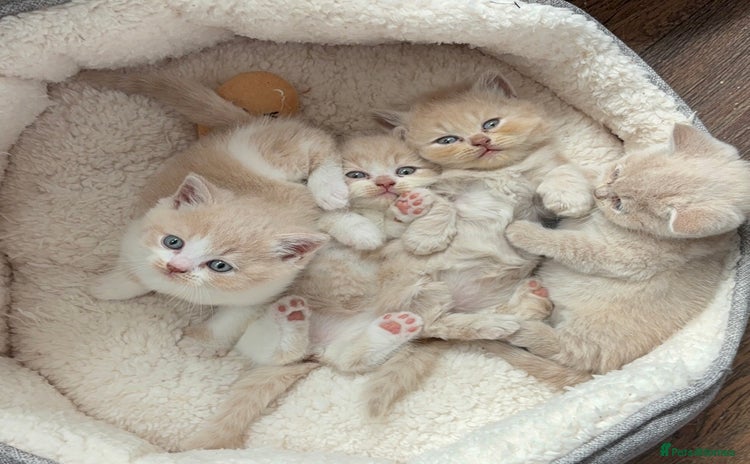 British Shorthair cats - Advert 13