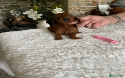 Irish Doodle dogs for sale: Stunning F1 mini Irish  Doodles  - Image 8
