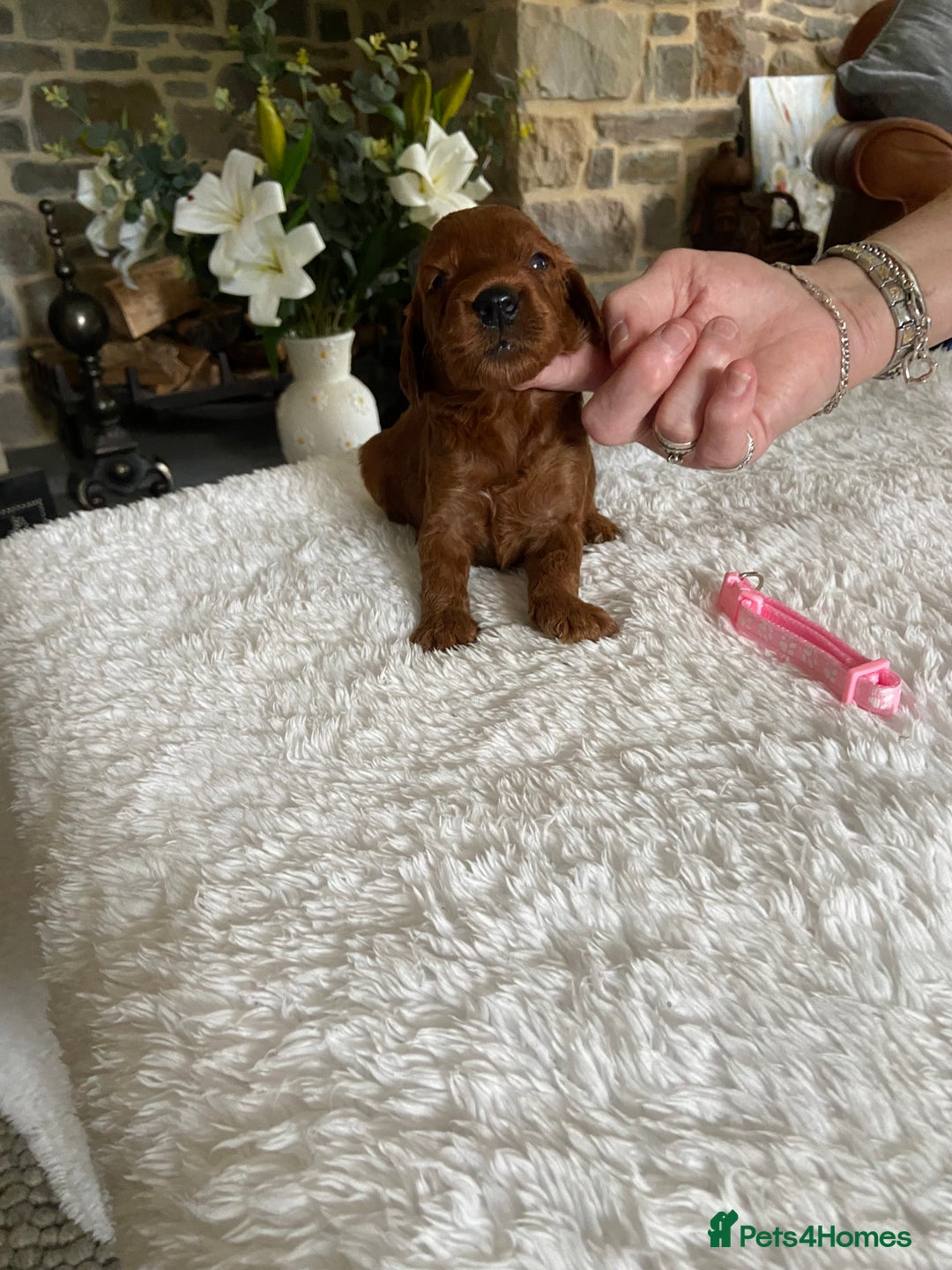 Irish Doodle dogs for sale: Stunning F1 mini Irish  Doodles  - Image 8