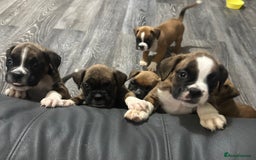 Boxer dogs for sale: 6 boxer pups available in three weeks time 🐾 - Image 2