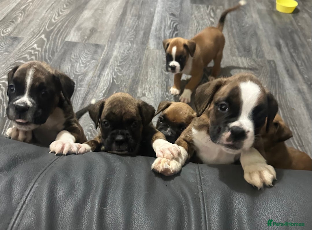 Boxer dogs for sale: 6 boxer pups available in three weeks time 🐾 - Image 2