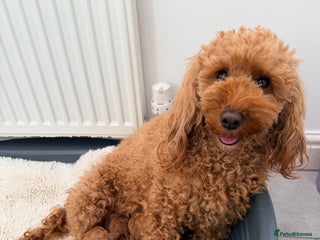 Miniature Poodle dogs Kc reg mini poodle 5 generation pedigree - Advert 1
