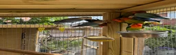 Lovebirds birds for sale: Beautiful young mixed colour love birds  - Advert 4