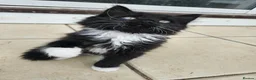 Mixed Breed cats for sale: 2 Black boys 1 Tuxedo Girl Ready Now - Advert 10