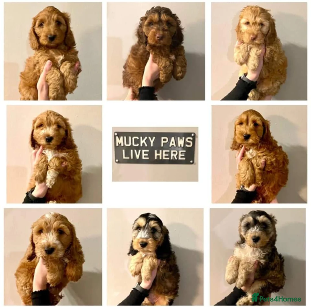 Miniature Poodle dogs for stud: Stunning Sable F1 Cockapoo DNA tested 100% success in Cannock - Advert 6