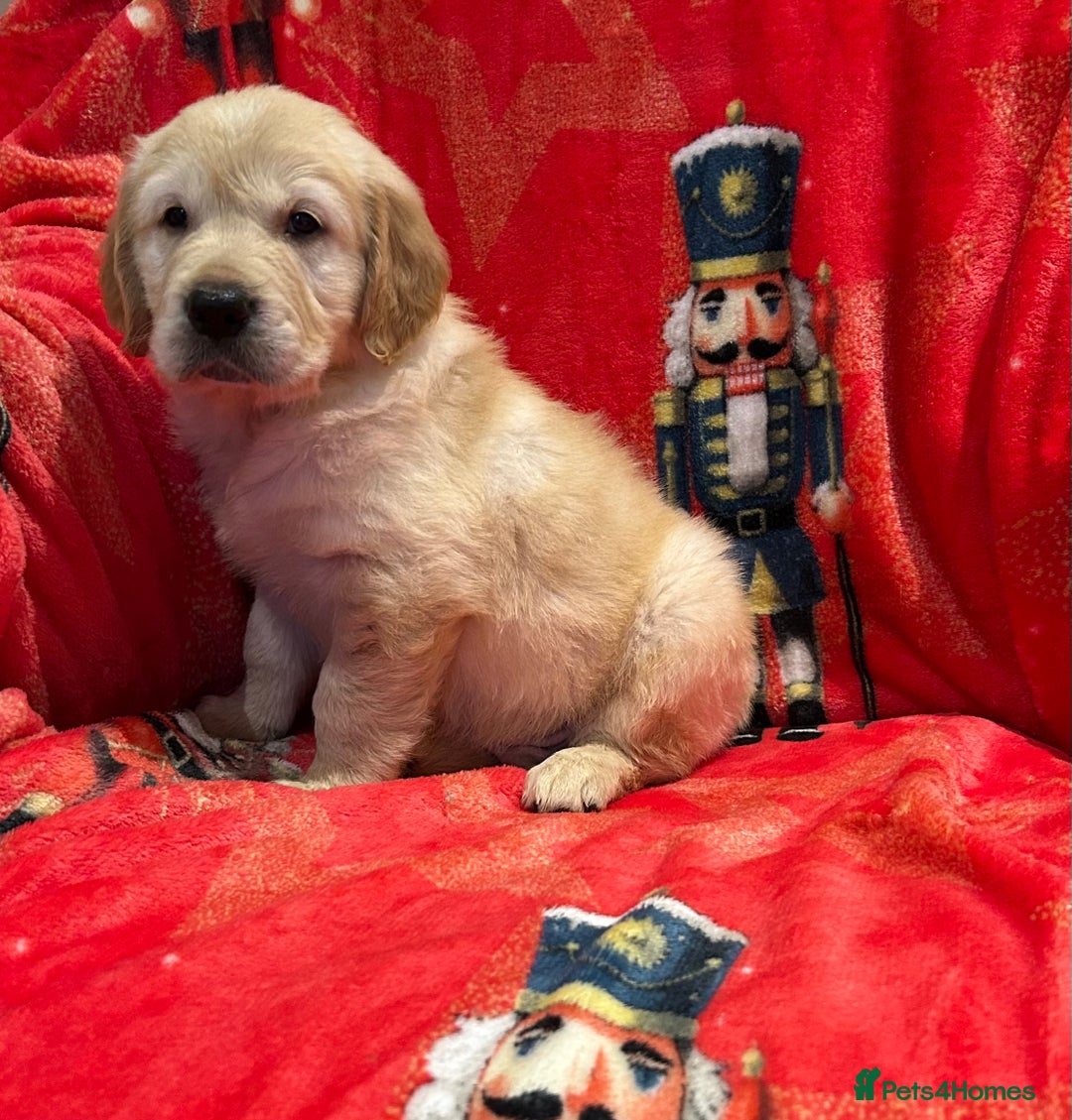 Golden Retriever dogs for sale: Stunning litter of Chunky Golden Retriever Puppies - Advert 2