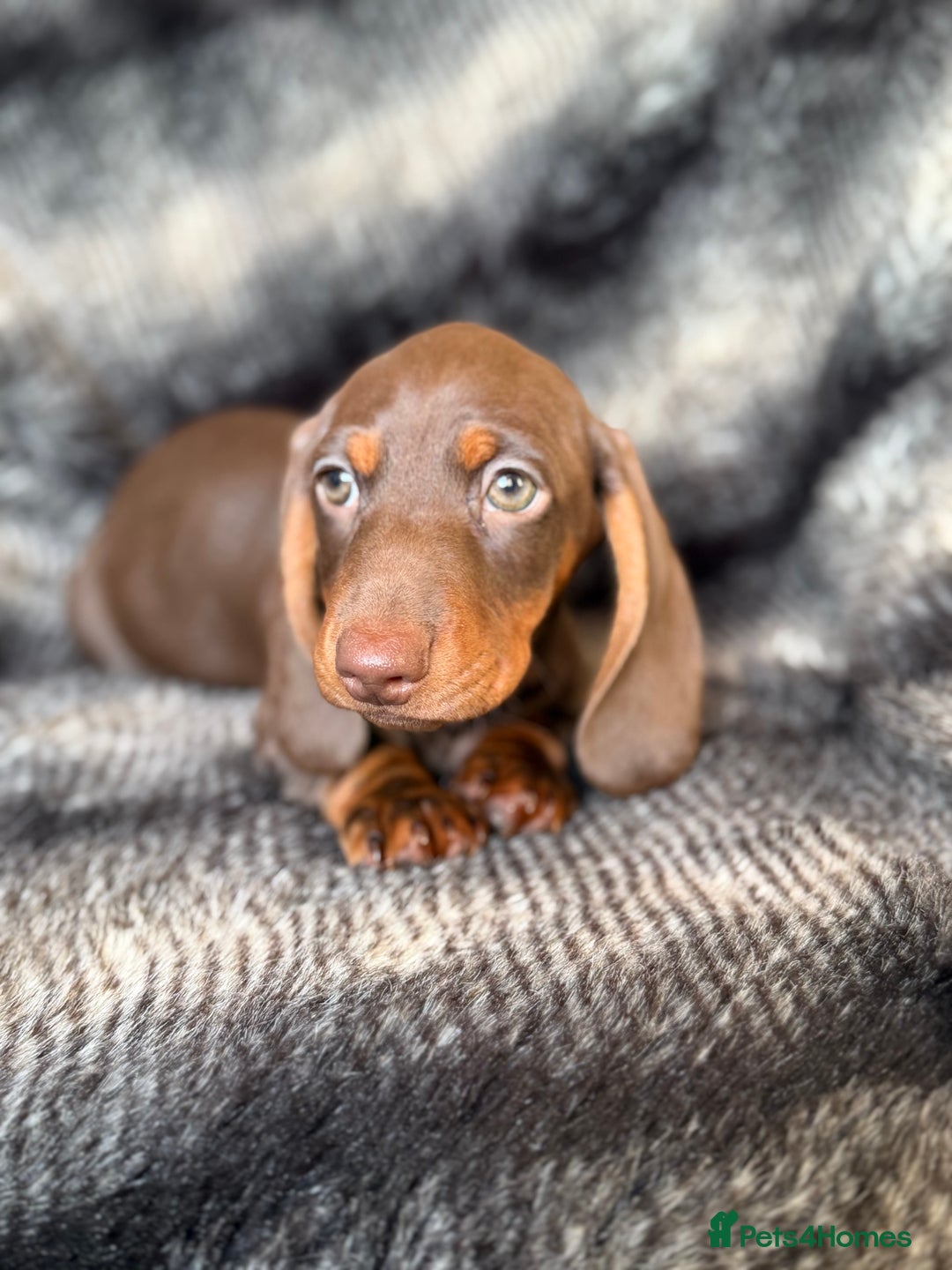 Miniature Dachshund dogs for sale: KC Registered Miniature Shorthaired Dachshund - Advert 21