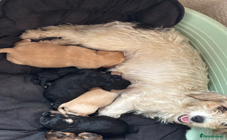 Mixed Breed dogs Lucus terrier cross toy poodle puppies - Advert 11