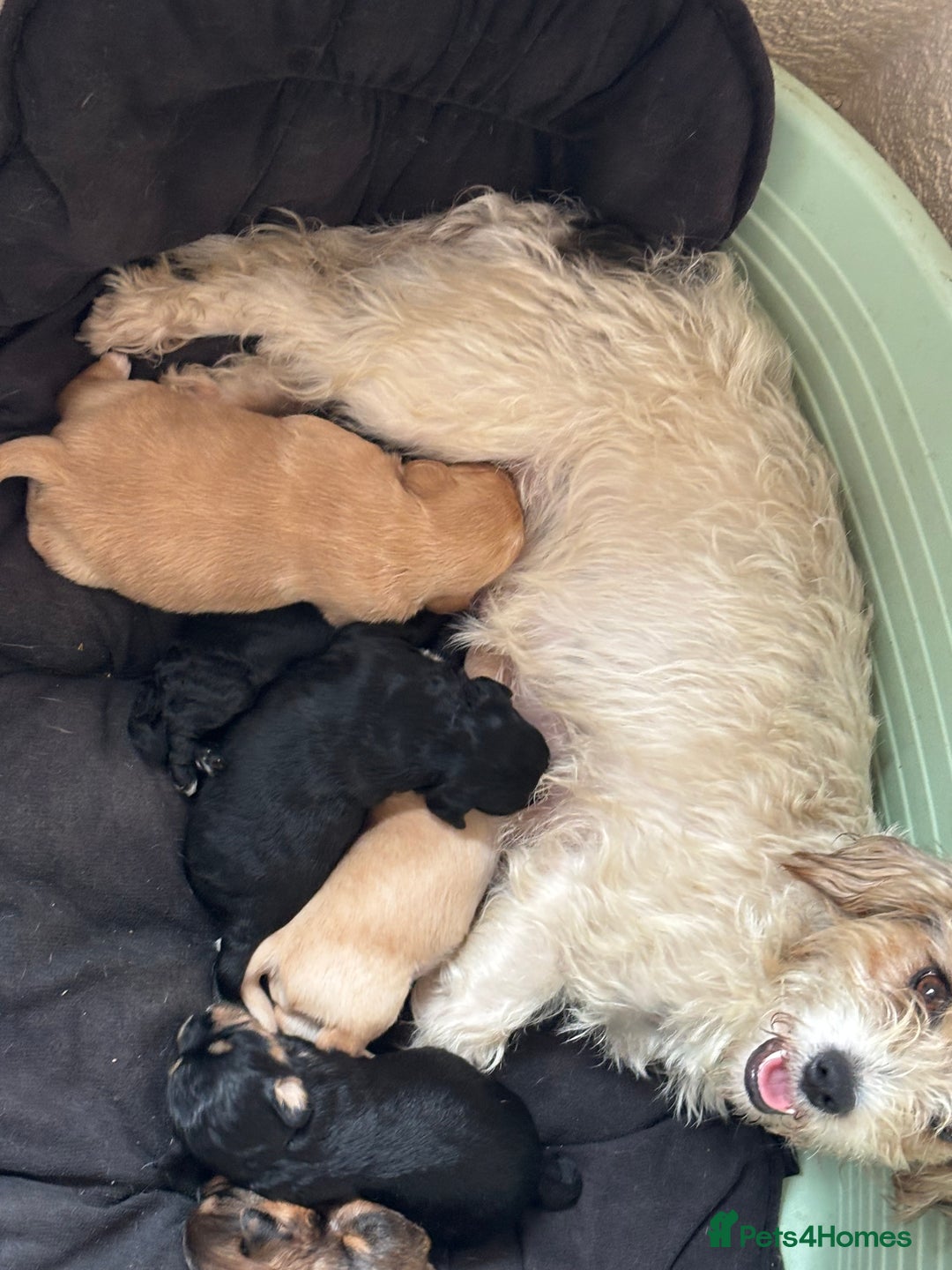 Mixed Breed dogs for sale: Lucus terrier cross toy poodle puppies - Advert 1