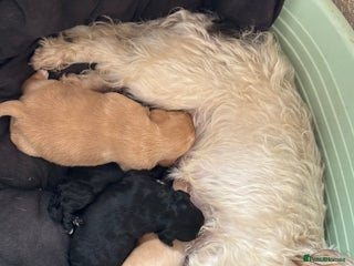 Mixed Breed dogs for sale: Lucus terrier cross toy poodle puppies - Advert 1
