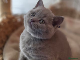 British Shorthair cats Gccf British shorthair kittens champion lines 🏆 - Advert 10
