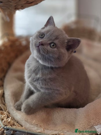 British Shorthair cats Gccf British shorthair kittens champion lines 🏆 - Advert 13