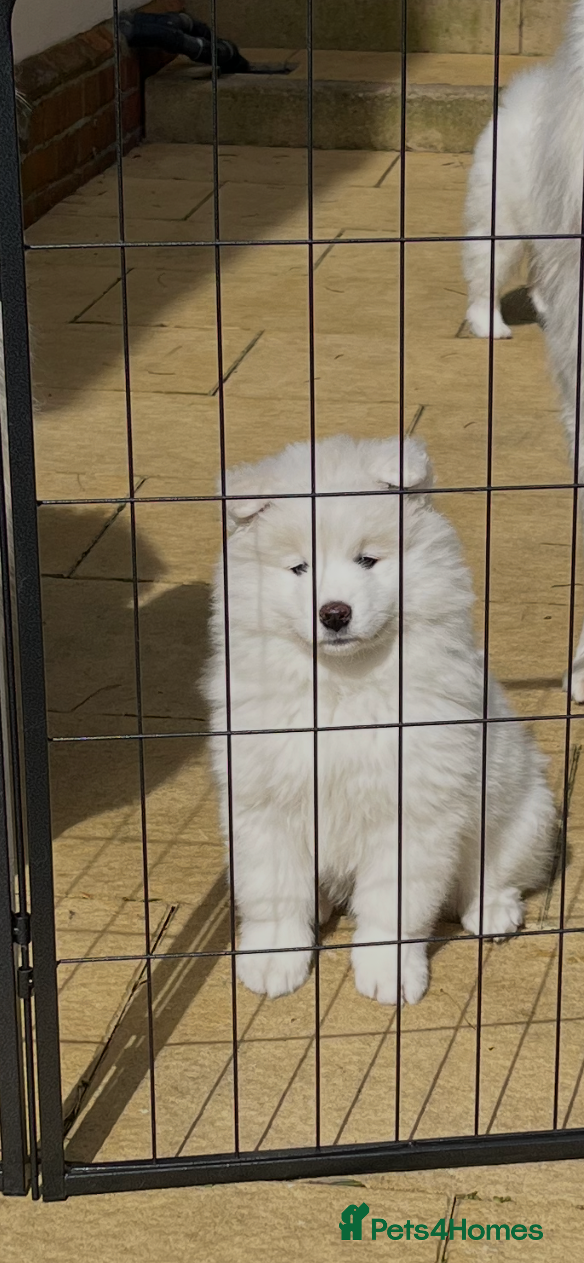 Samoyed dogs KC Registered Samoyed Puppues - Advert 2