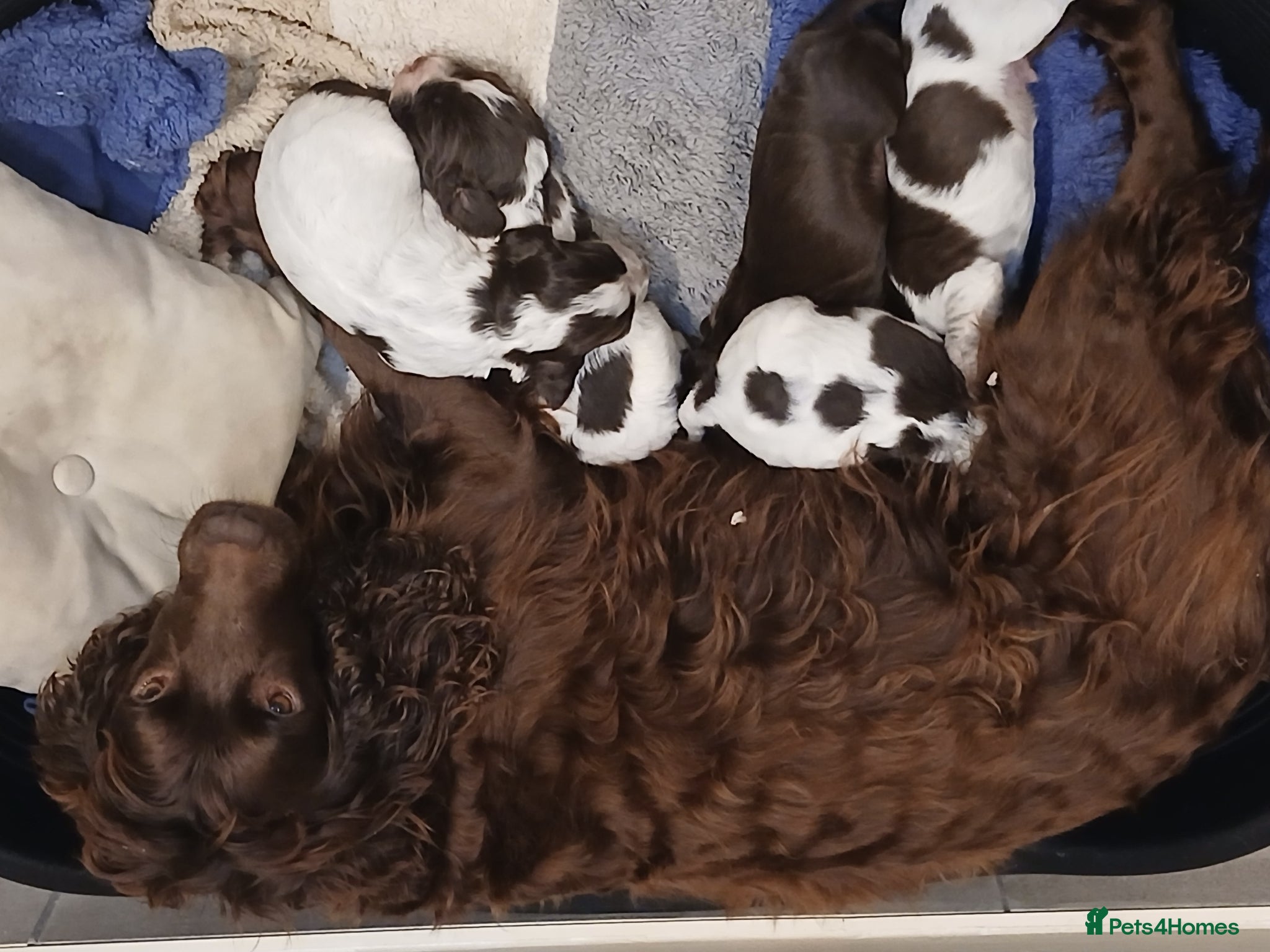 Sprocker dogs for sale: Cocker spaniel - Advert 1