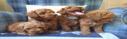 Maltipoo dogs for sale: F1bb Cotonoodle, health tested parents red apricot - Advert 1