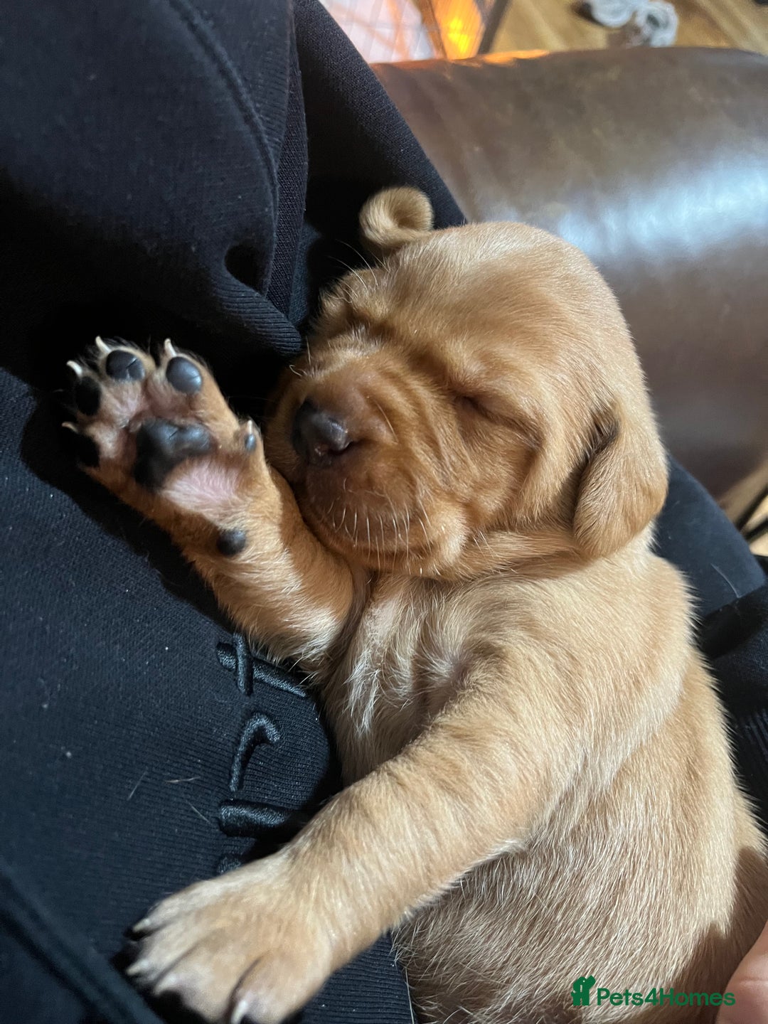 Labrador Retriever dogs for sale: 5 Pedigree KC Reg Fox Red Labs ready NYE  - Advert 7