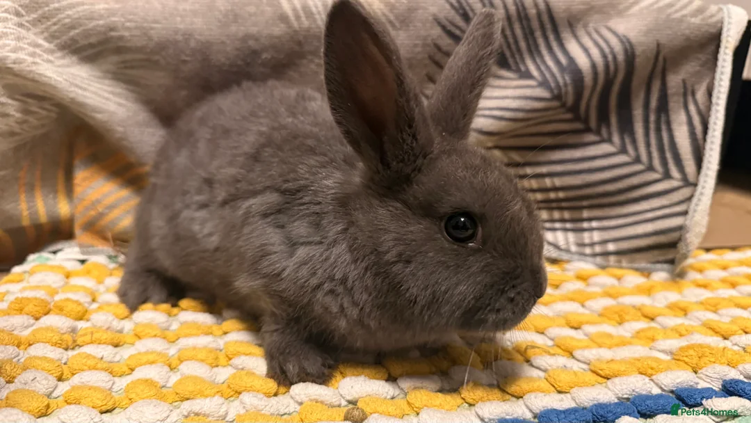 Mixed Breed rabbits for sale: Cute rabbits for sale  - Advert 1