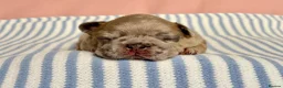 French Bulldog dogs for sale: 6 Adorable French Bulldog puppies - Advert 24