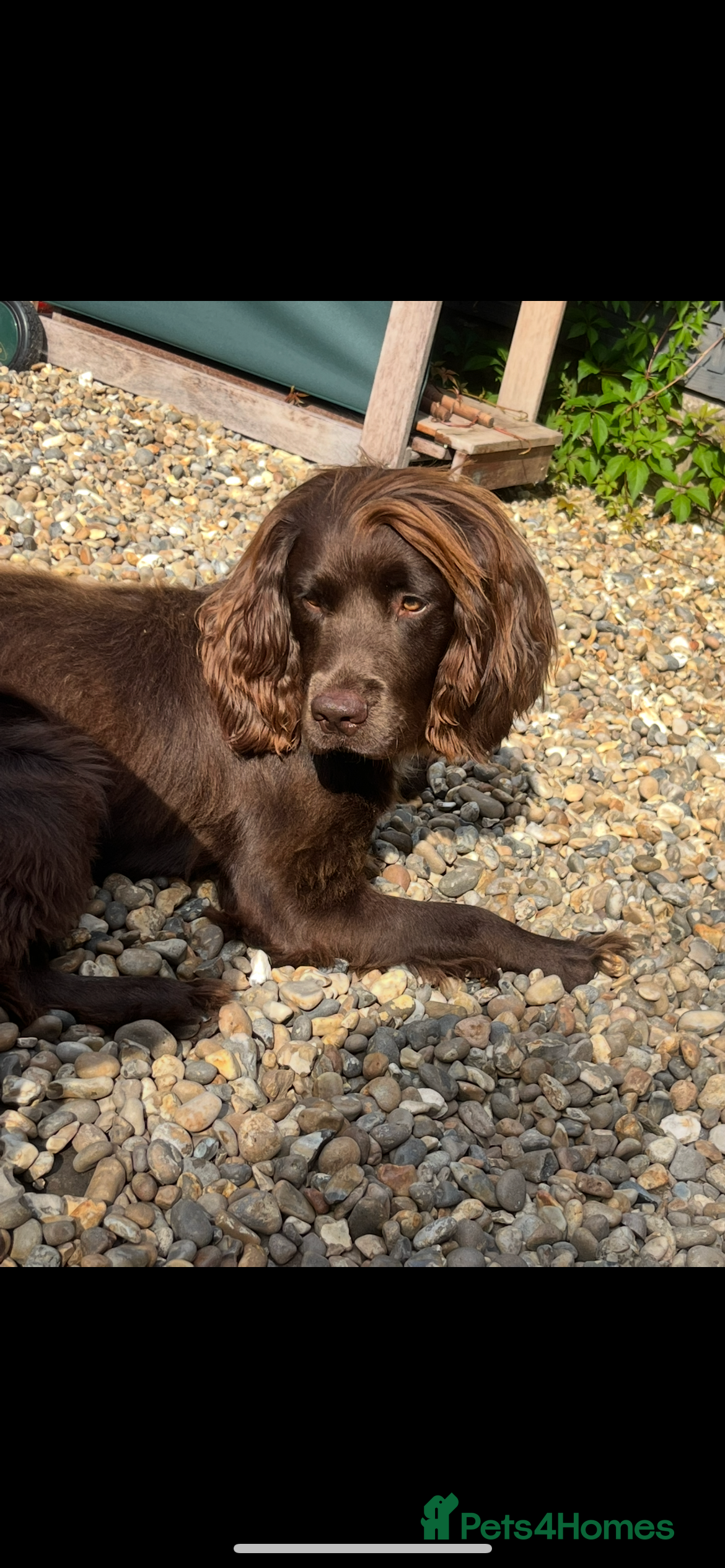 Sprocker dogs Bruno  - Advert 16
