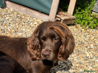 Sprocker dogs Bruno - Advert 1
