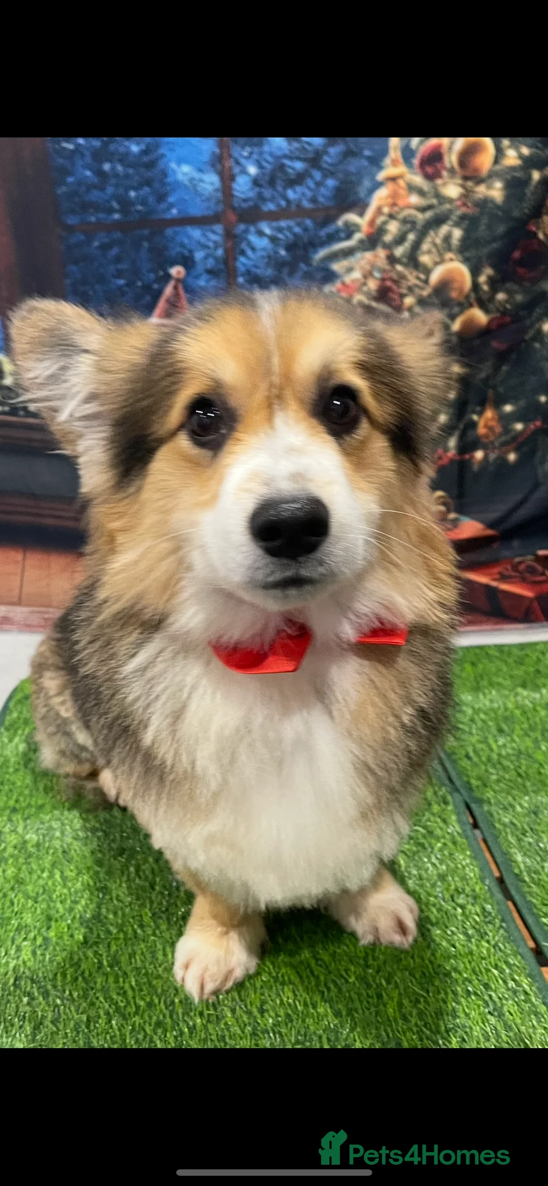 Welsh Corgi Pembroke dogs for stud: Beautiful Flutty Welsh Pembroke Corgi for stud in Rugby - Advert 13