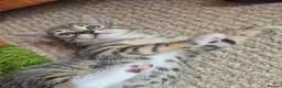 Mixed Breed cats for sale: Kittens - Advert 40