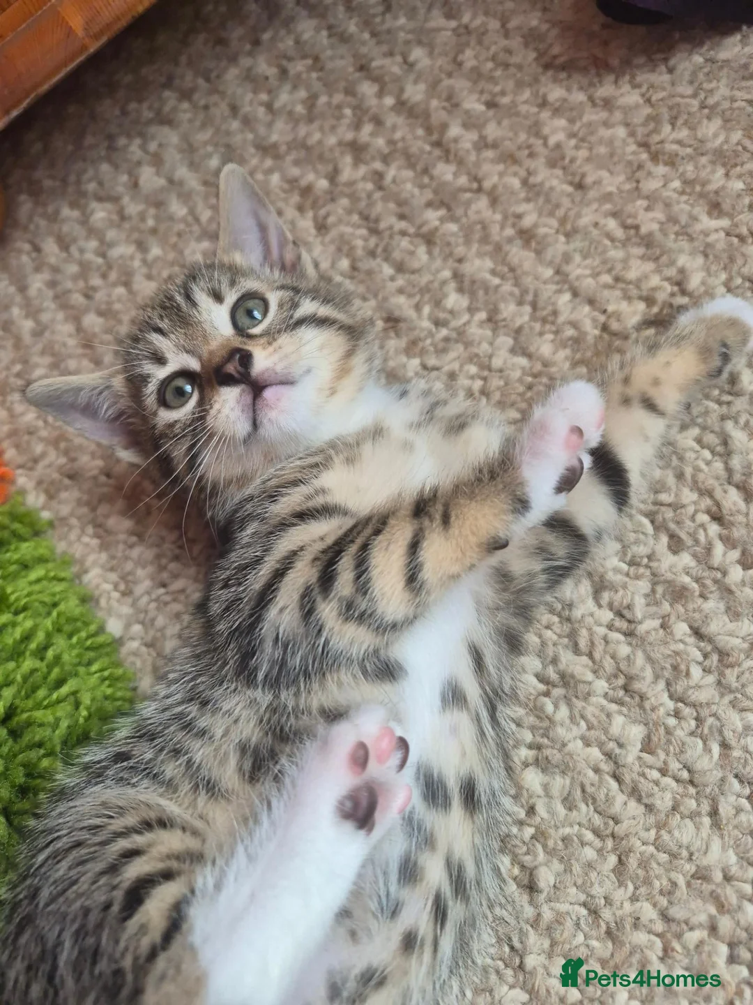 Mixed Breed cats for sale: Kittens - Advert 40