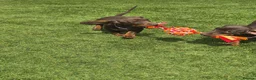 Miniature Dachshund dogs for sale: *KC Reg Miniature Dachshund Puppies available * - Advert 6