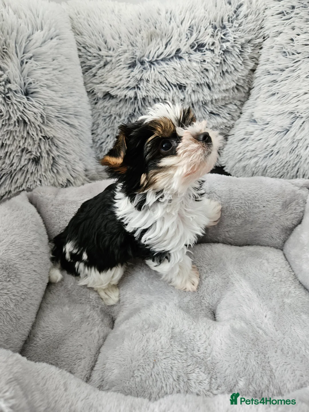 Biewer Terrier dogs for sale: Biewer Yorkshire Terier - Advert 10