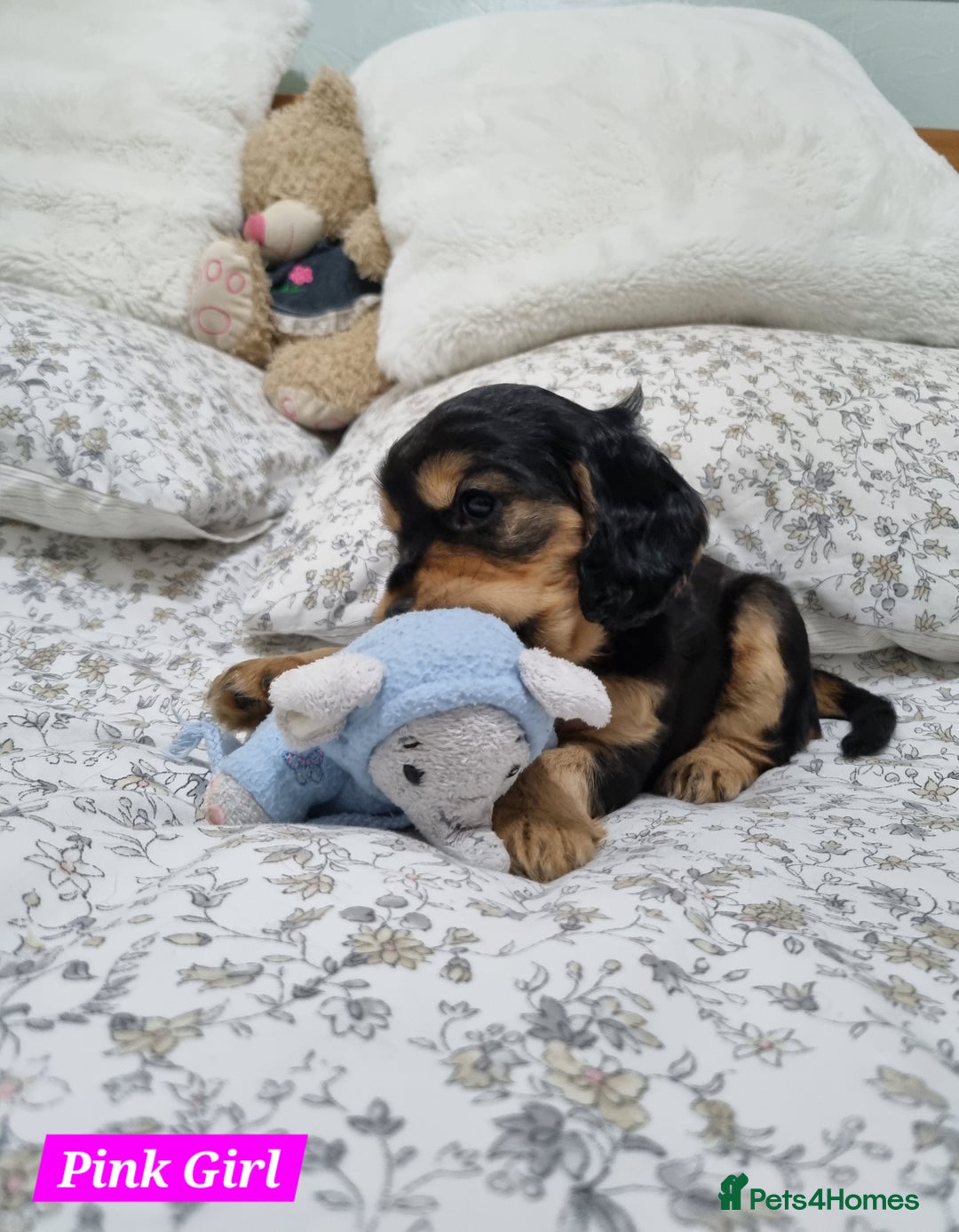 Cocker Spaniel dogs for sale: 🐾 Beautiful Show Cocker Spaniel Puppys - Image 15