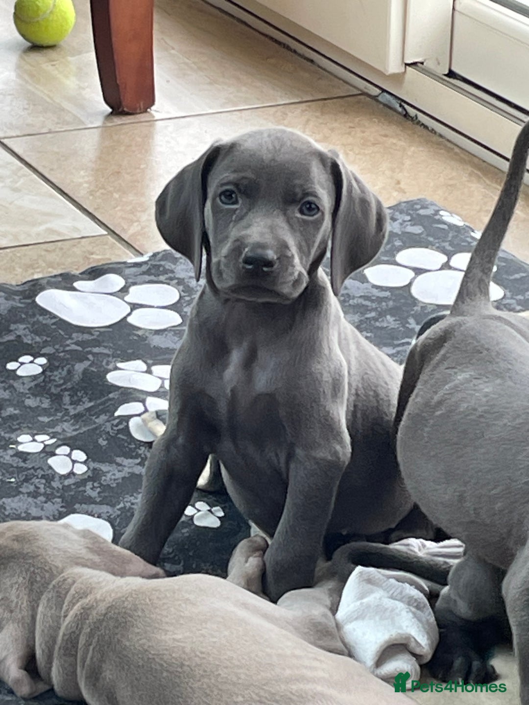 Weimaraner dogs for sale: KC Weimaraner puppies  - Image 15