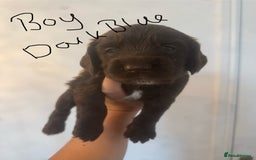 Cocker Spaniel dogs for sale: Cocker Spaniel Puppies - Image 11