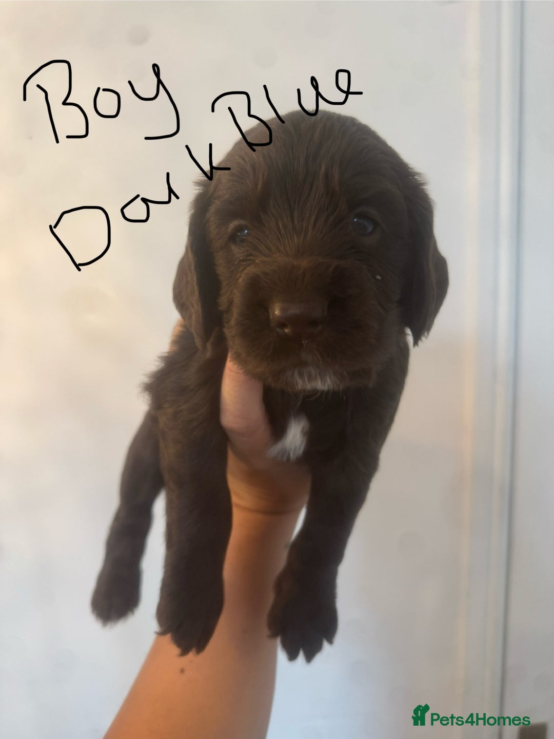 Cocker Spaniel dogs for sale: Cocker Spaniel Puppies - Image 11