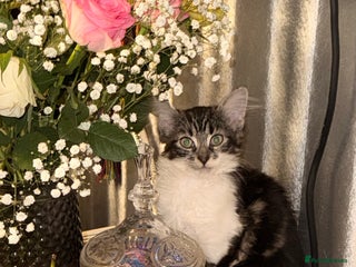 Mixed Breed cats Kitty girl for sale - Advert 4