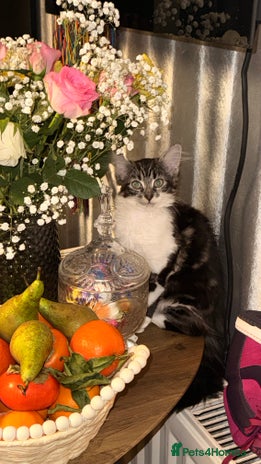 Mixed Breed cats - Advert 12