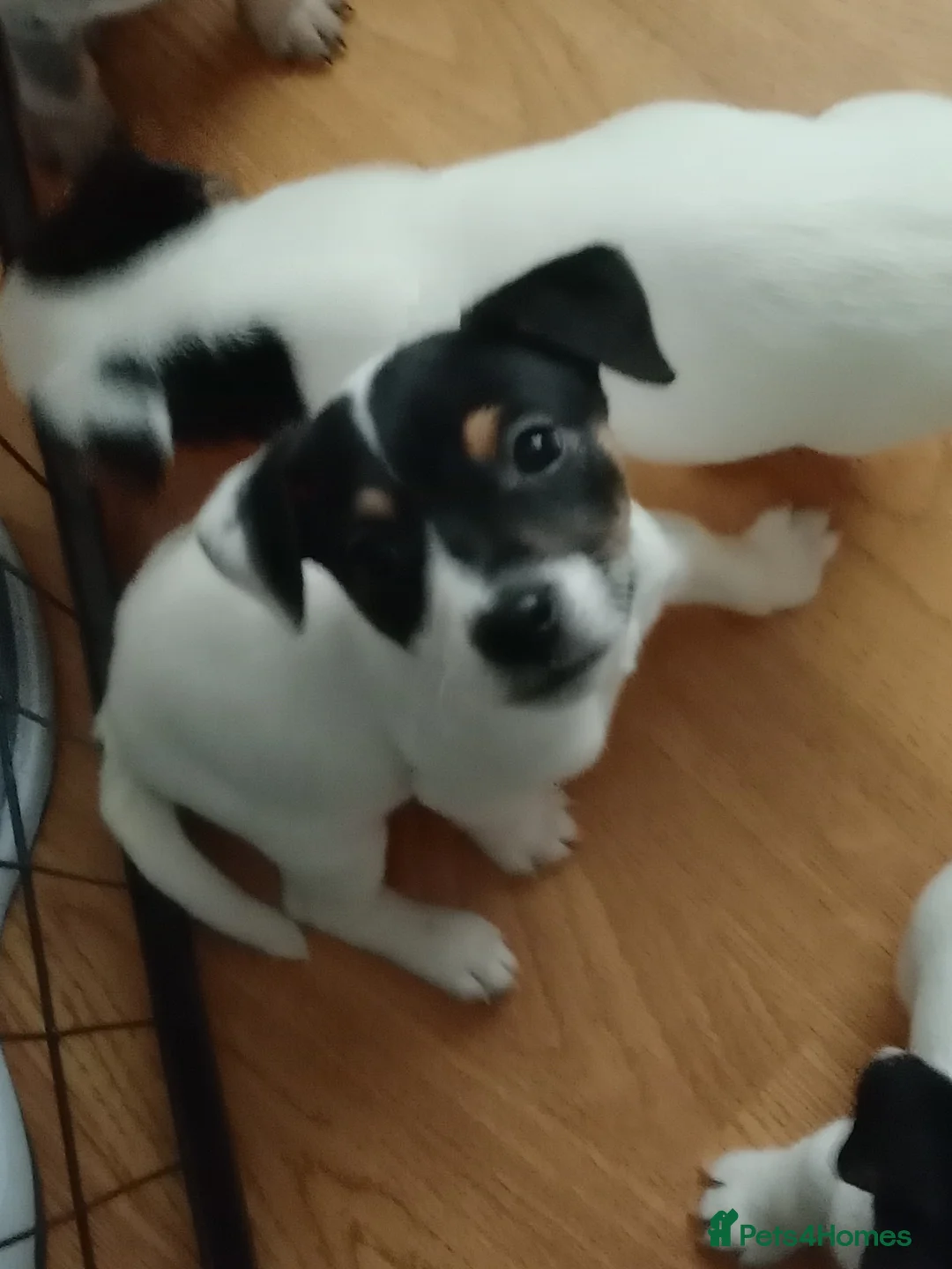 Mixed Breed dogs for sale: Parson Russell x Jack Russell  - Advert 7