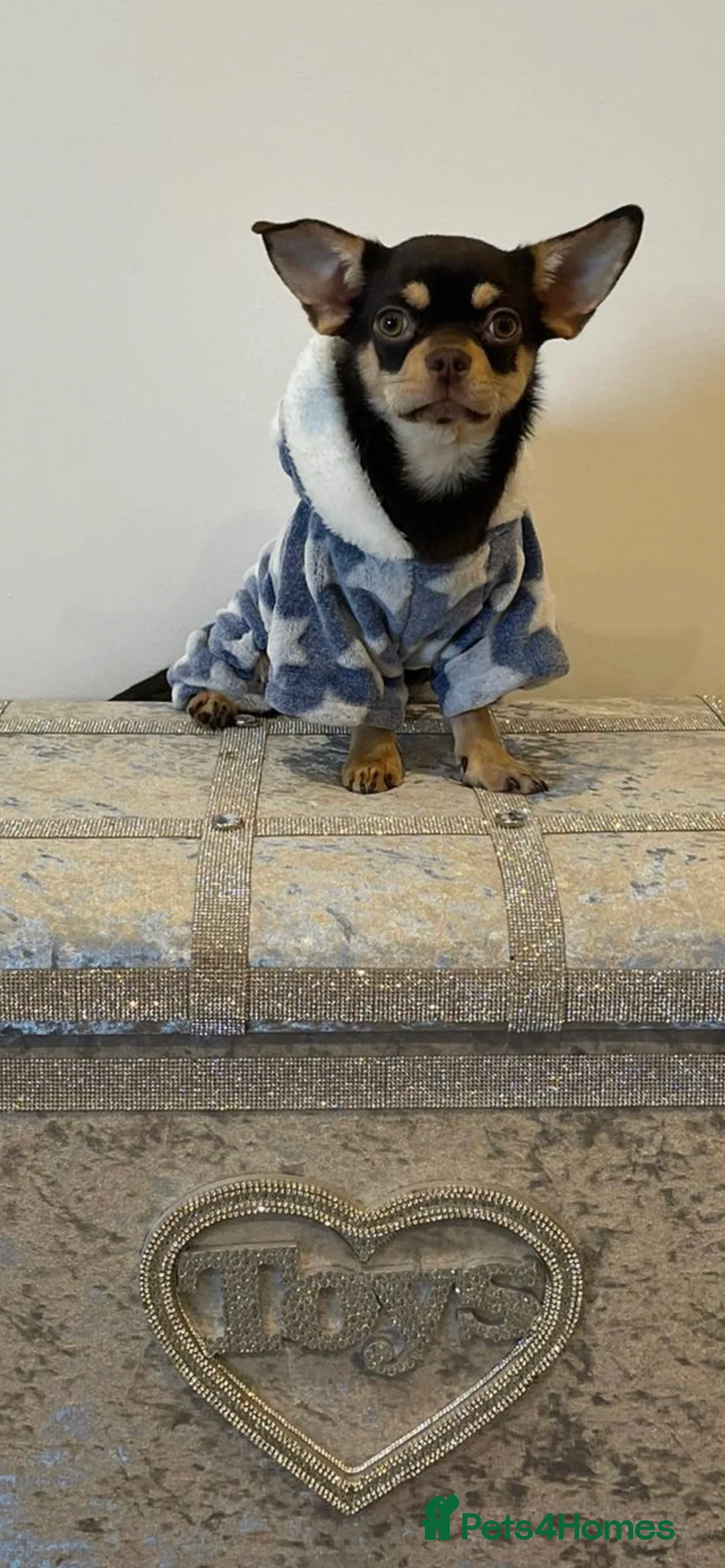 Chihuahua dogs for stud: STUNNING SMOOTH COAT CHIHUAHUA AVAILABLE AT STUD in Grays - Advert 5
