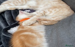 Maine Coon cats for sale: Maine Coon Cross Kittens 3 Girls , 2 Boys - Image 26