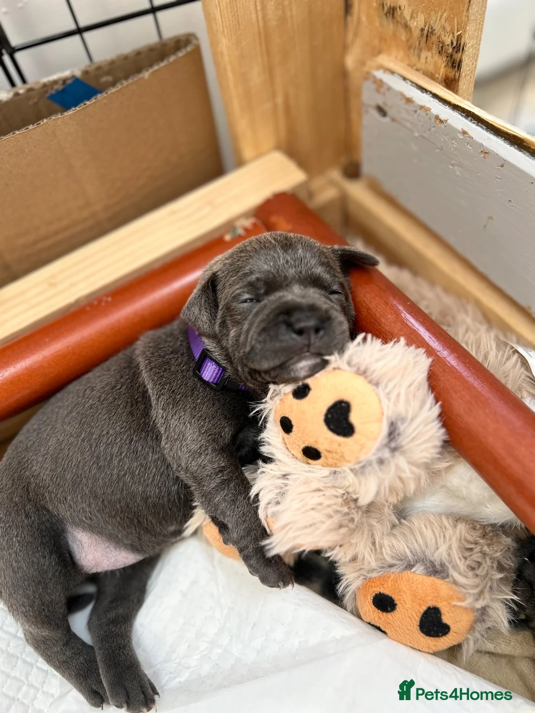 Staffordshire Bull Terrier dogs for sale: Champion Blue Staffordshire Bull Terrier Puppies - Advert 2