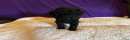 Toy Poodle dogs for sale: GORGEOUS Toy Poodles, DNA health tested parents  - Advert 33