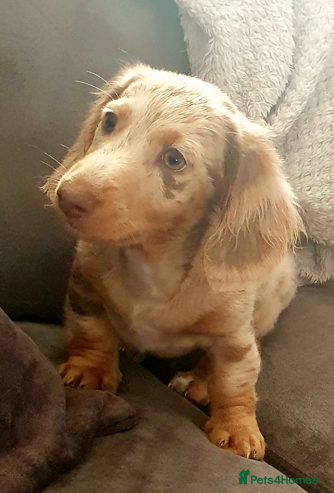 Dachshund dogs for sale: Miniature daschund boy  - Advert 8
