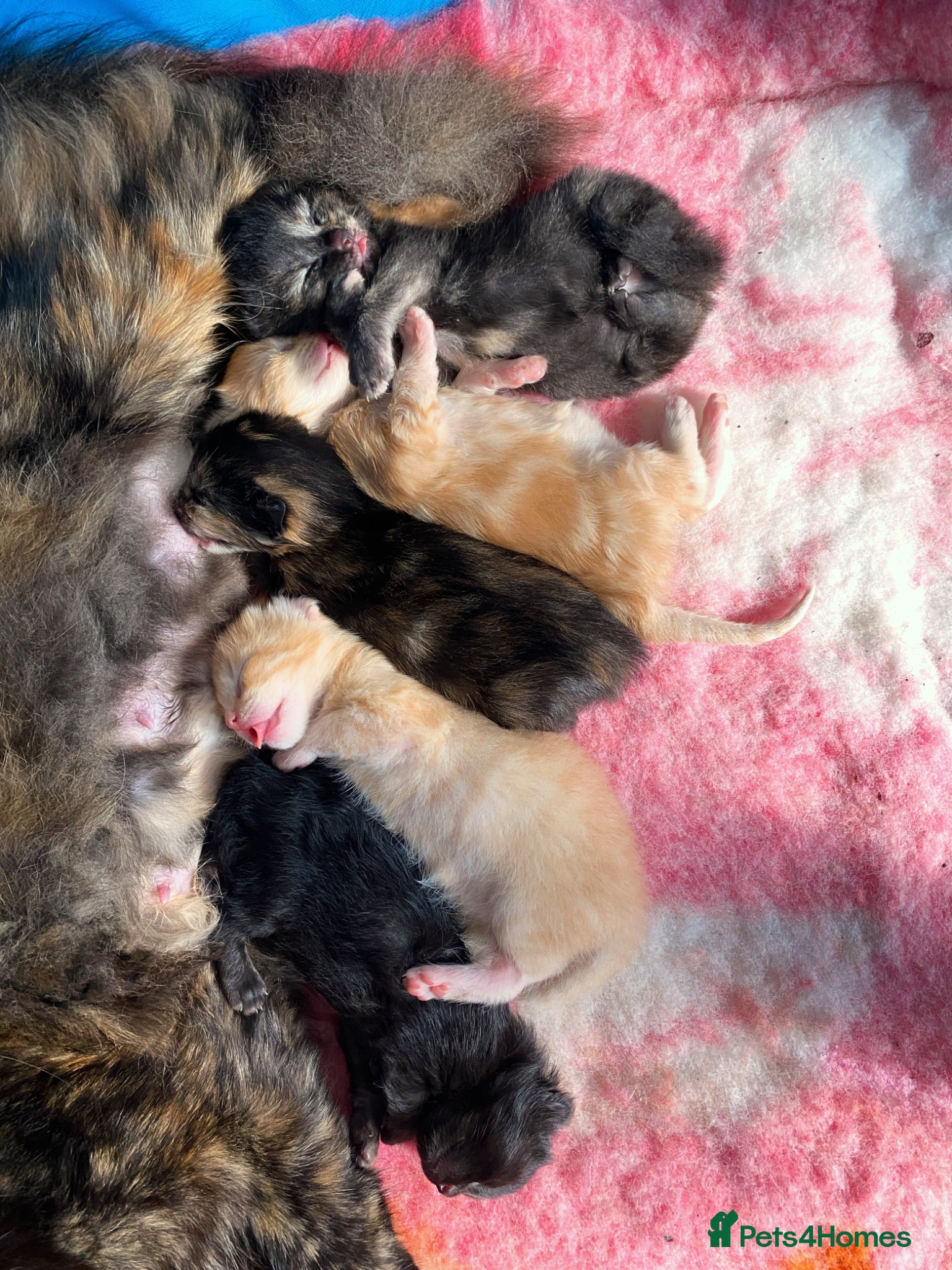 Maine Coon cats 5 mainecoon mix kittens  - Advert 11