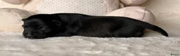Miniature Schnauzer dogs for sale: KC BVA/MAC Health Tested Miniature Schnauzers  - Advert 2