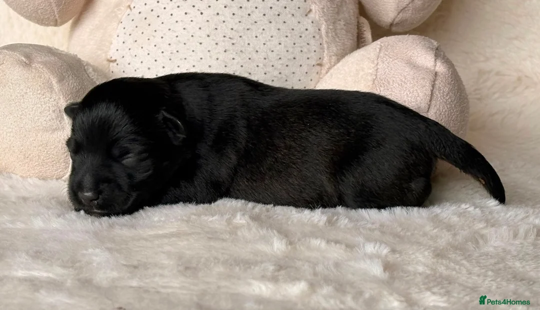 Miniature Schnauzer dogs for sale: KC BVA/MAC Health Tested Miniature Schnauzers  - Advert 2