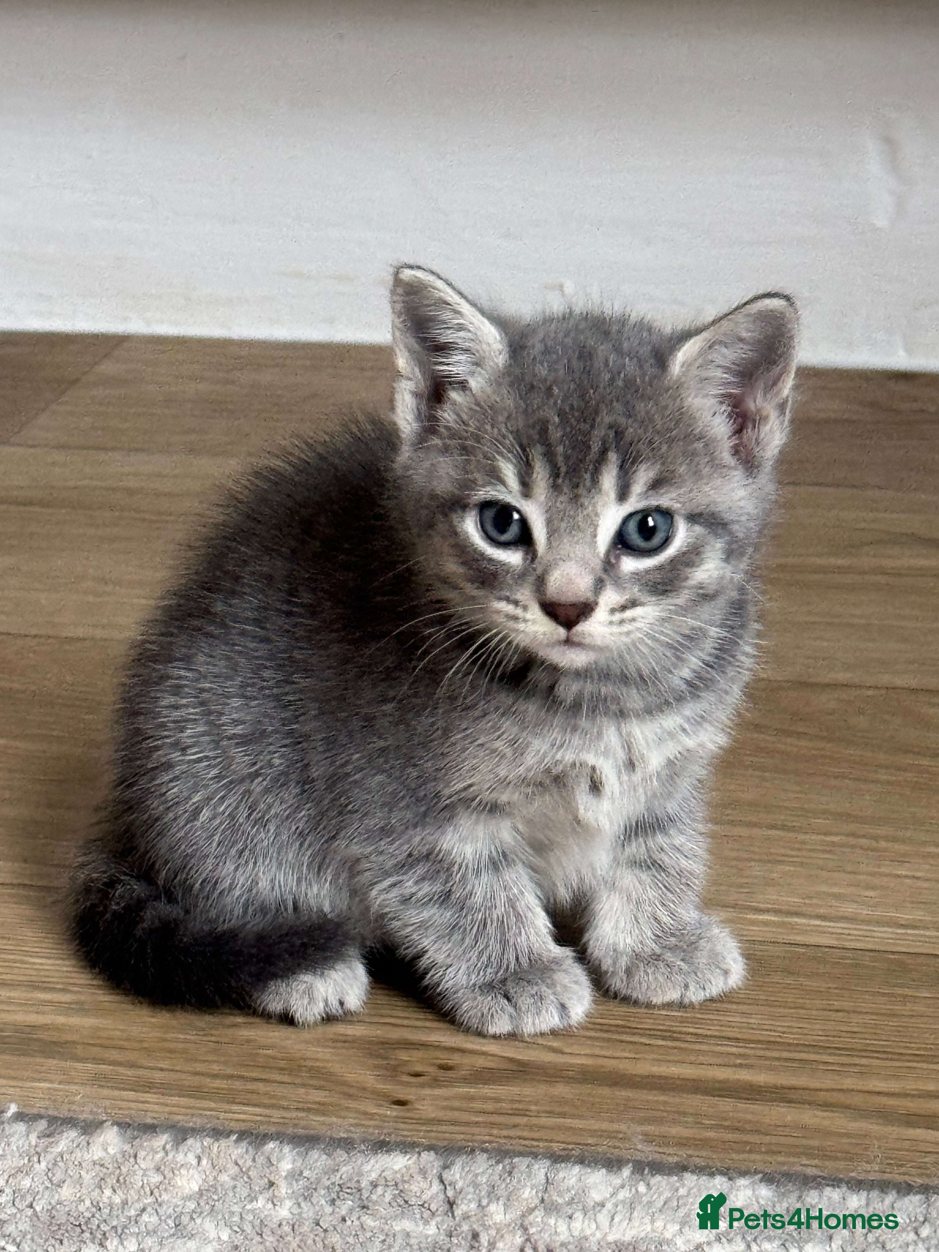 Mixed Breed cats Adorable Kittens Looking for Loving Homes 🐾 - Advert 1